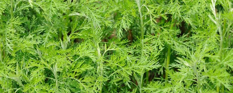 ����Ĺ�Ч������ ����ͼƬ